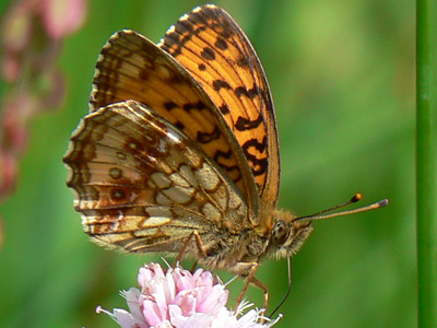 MaedesuessPerlm11