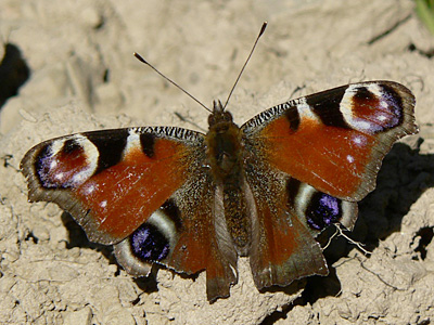 Tagpfauenauge13