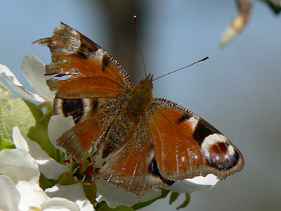 Tagpfauenauge18