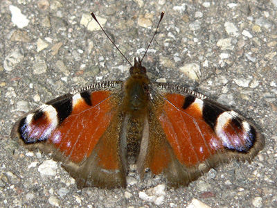 Tagpfauenauge20