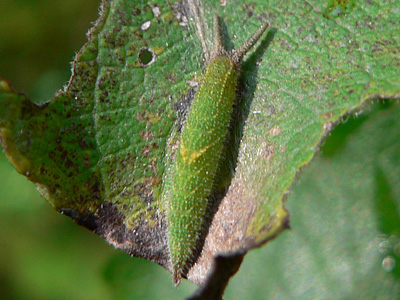 2010-10-10_iris3