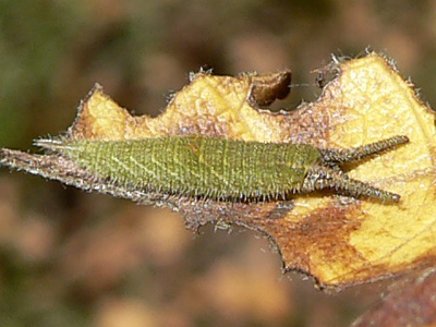 2010-10-10_iris5