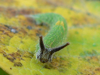 2010-10-10_iris6