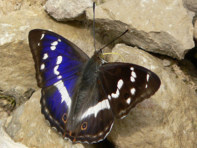 20110625_iris4