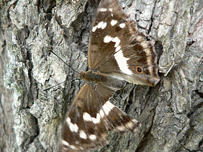 Schiller1