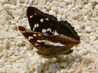 Schiller12