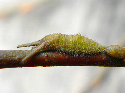 Schiller4