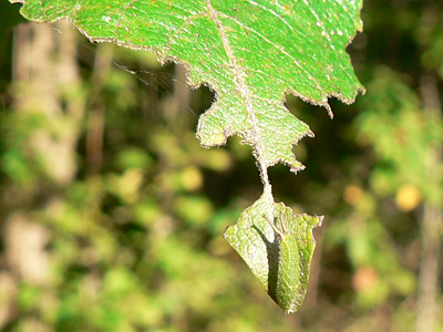 iris05