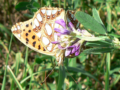 20110925_lathonia