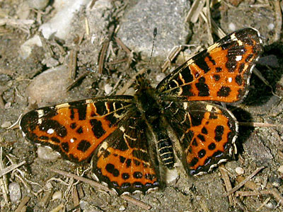 Landkaertchen2