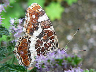 Landkaertchen3