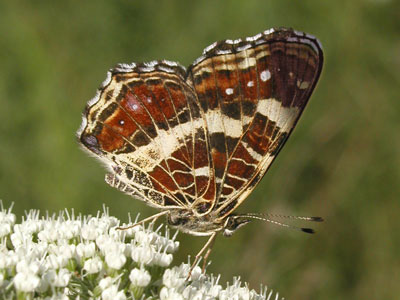 Landkaertchen5