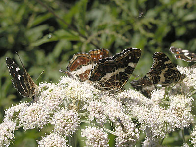 Landkaertchen6