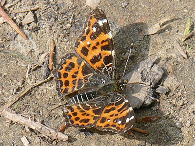 Landkaertchen9