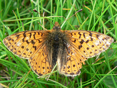 20110701_pales1