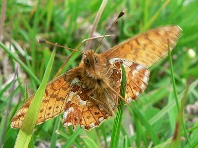 20110701_pales4