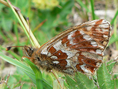 20110701_pales5