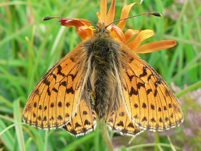 20110708_pales12