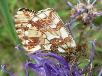 20110708_pales6