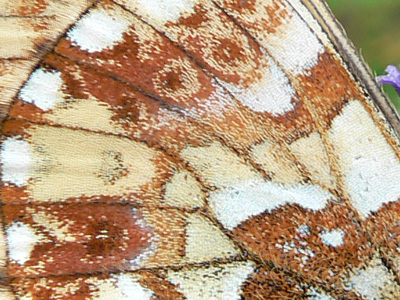 20110708_pales7
