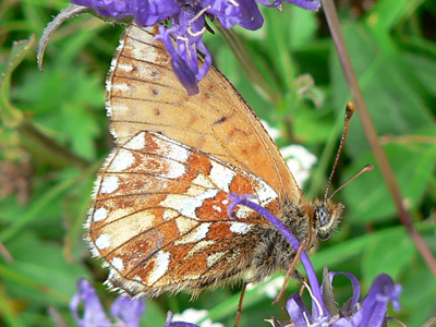 20110708_pales8
