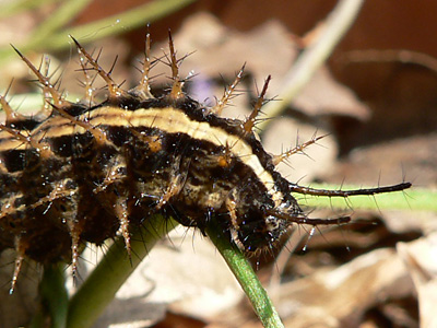 20110513_paphia1