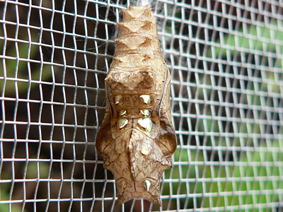 20110527_paphia2