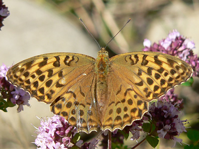 20110811_paphia1