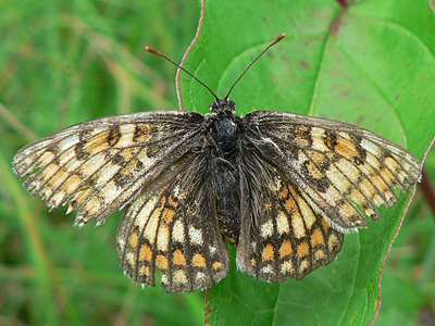 20130706_partenoides