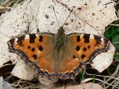 Gr_Fuchs1