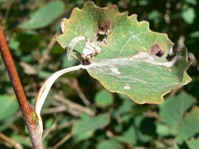 20110831_populi02