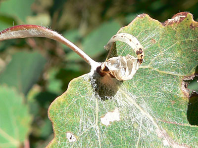 20110831_populi03