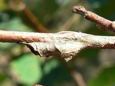 20110831_populi04