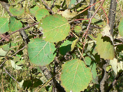 20110831_populi05