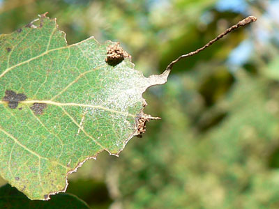 20110831_populi07