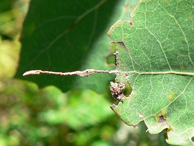 20110831_populi08