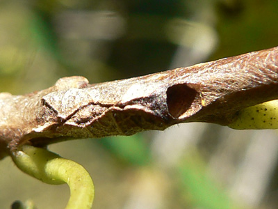 20111001_populi1