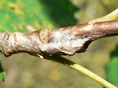 20111001_populi2