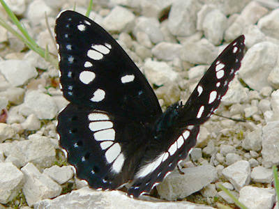BlauschwEisvogel11