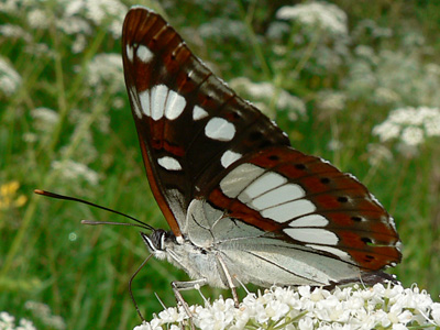 BlauschwEisvogel17