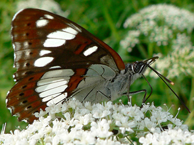 BlauschwEisvogel18