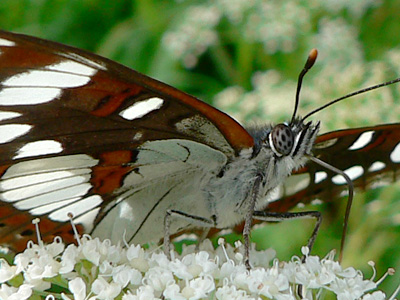 BlauschwEisvogel19