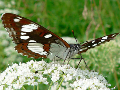 BlauschwEisvogel20