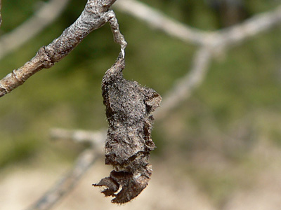 BlauschwEisvogel21