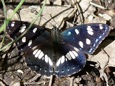 BlauschwEisvogel4