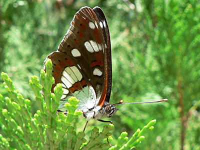 BlauschwEisvogel5