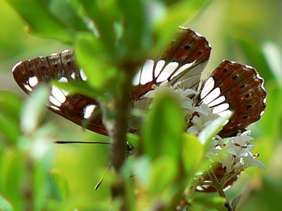 BlauschwEisvogel6