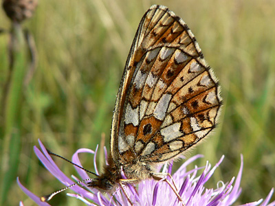 Braunfl_Perlmutter31