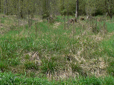 selene-habitat