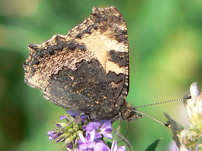 20110925_urticae